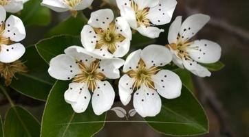 Sierpeer sierbomen | Topkwaliteit bij Gardline