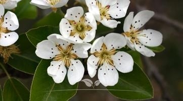 Sierpeer kopen| Pyrus calleryana Chanticleer | Gardline