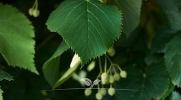 Lindeboom sierbomen | Topkwaliteit bij Gardline