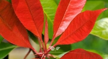 Bol Photinia kopen | Topkwaliteit bij Gardline