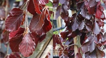 Treurbeuk kopen | Treurbomen | Gardline