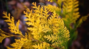 Thuja Yellow Ribbon kopen | Levensbomen | Gardline