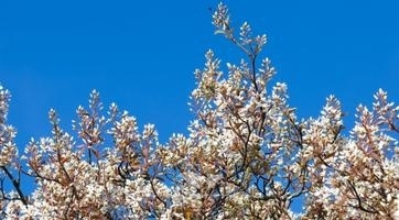 Krentenboom meerstammig kopen | Meerstammige bomen | Gardline