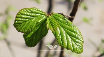 Parrotia persica meerstammig | Sierlijke boom voor jouw tuin