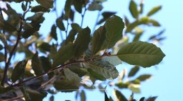 Meerstammige Steeneik Kopen | Meerstammige bomen bij Gardline