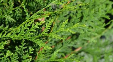 Thuja plicata Atrovirens kopen | Levensbomen | Gardline