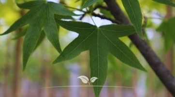 Dakamberboom kopen | Dakbomen | Gardline