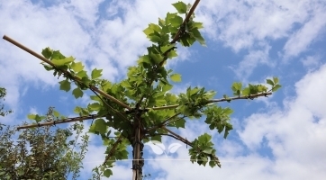 Dakplataan kopen | | Dakbomen | Gardline