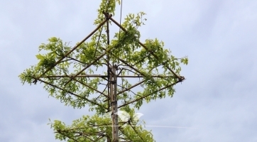 Dakmoeraseik kopen | Dakbomen | Gardline