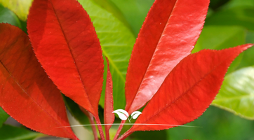Glansmispel kopen (Photinia fraseri 'Red Robin') | Gardline