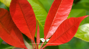 Photinia 'Red Robin' (glansmispel)