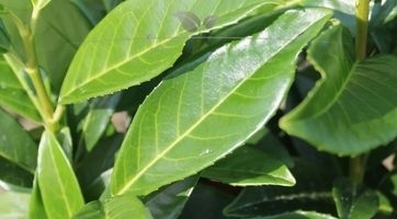 Prunus laurocerasus - Laurier Elly kopen | Gardline
