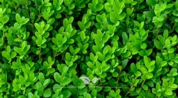 Buxus