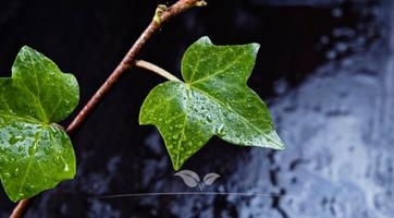 Hedera