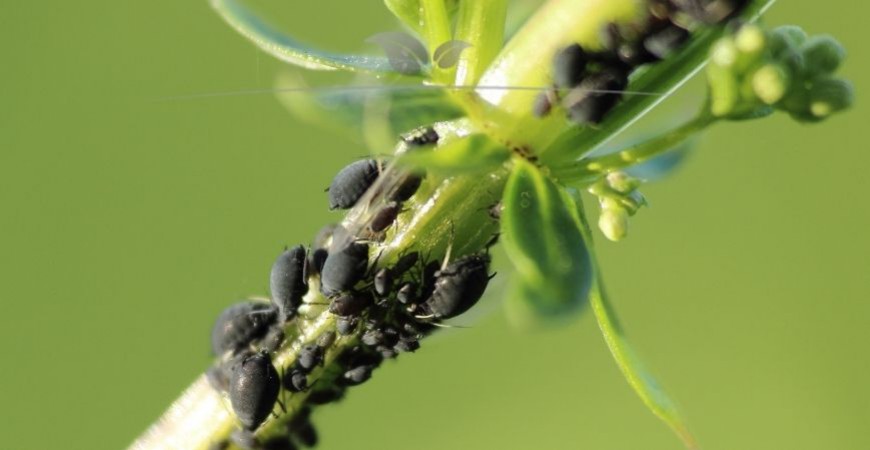botanopia plant food Complete Organic Plant Food main image 1
