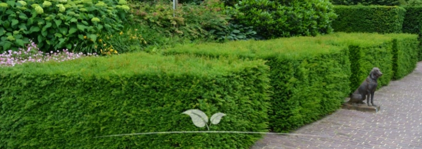 Taxus