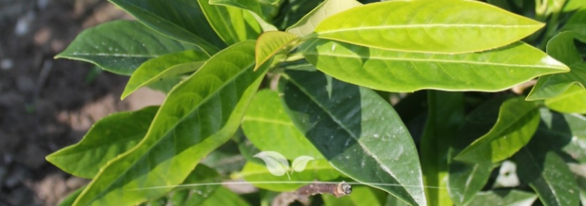 Prunus laurocerasus Reynvaanii
