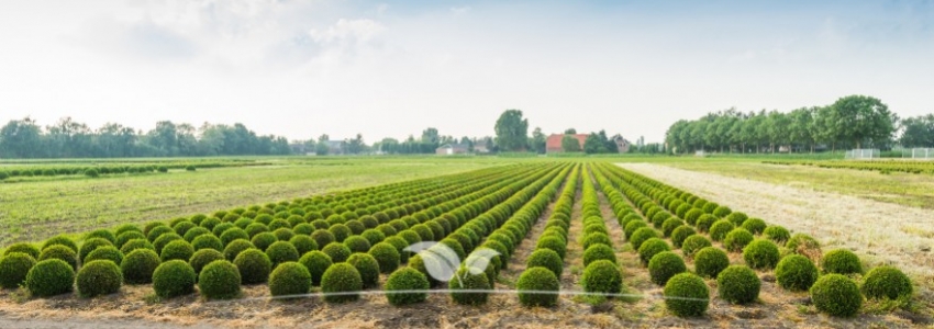 Buxus