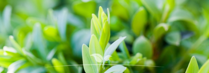Buxus sempervirens