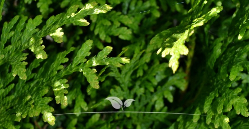 Thuja occidentalis Brabant blad