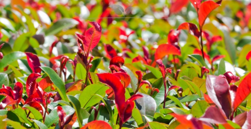 Photinia fraseri Red Robin kenmerken