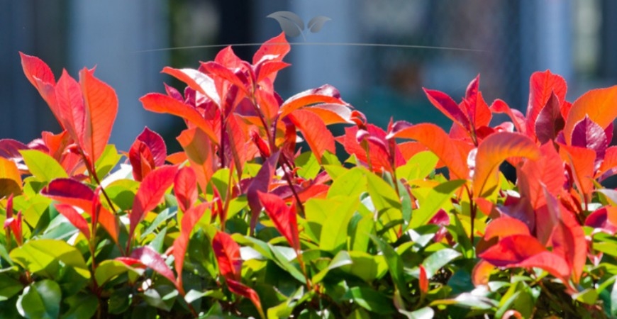 Photinia fraseri Red Robin herkomst