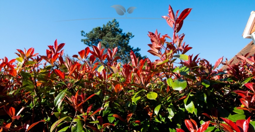 Photinia fraseri Red Robin standplaats