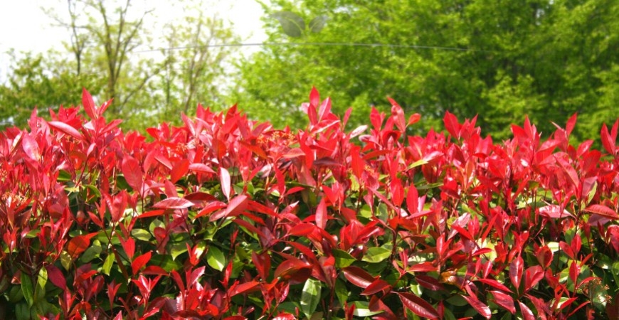 Photinia fraseri Red Robin planten