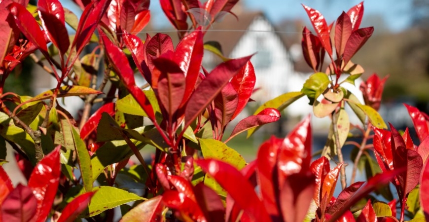 Photinia fraseri Red Robin blad