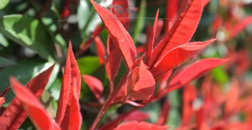 Photinia fraseri Red Robin bloei