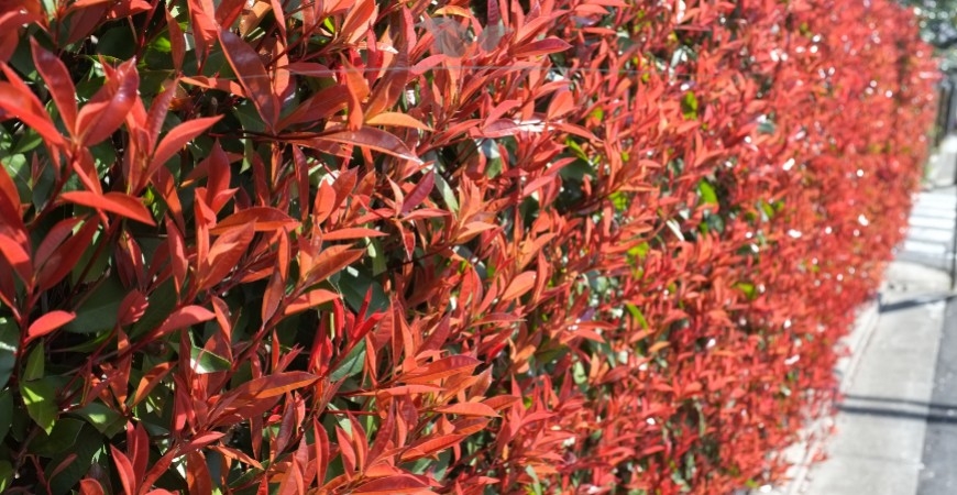 Photinia fraseri Red Robin haag