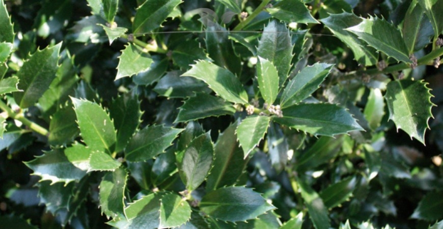 Ilex meserveae Heckenpracht kenmerken