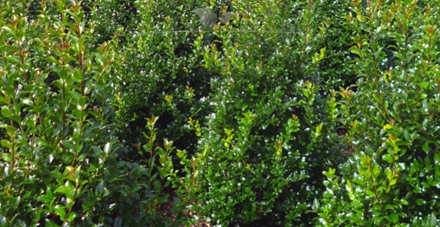 Ilex meserveae Heckenpracht herkomst