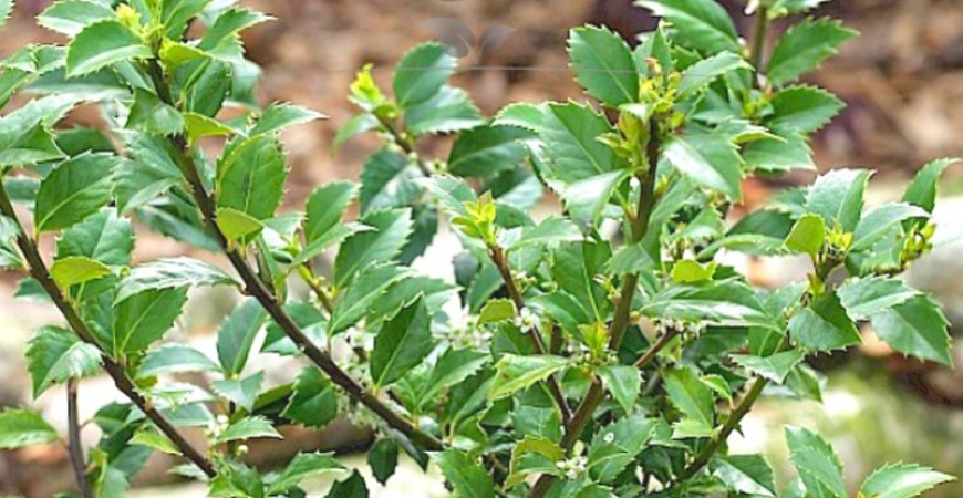 Ilex meserveae Heckenfee planten