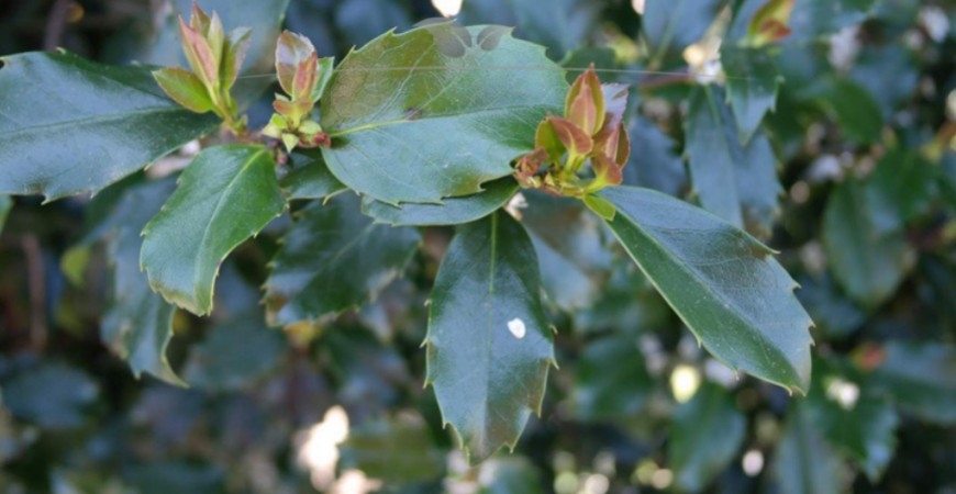 Ilex meserveae Heckenfee blad