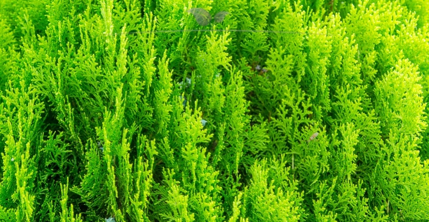 Thuja occidentalis Smaragd kenmerken