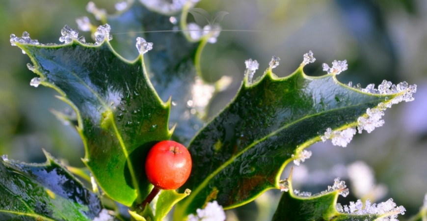 Ilex meserveae Blue Princess kenmerken