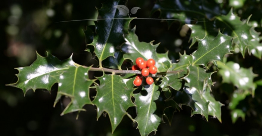 Ilex meserveae Blue Princess herkomst