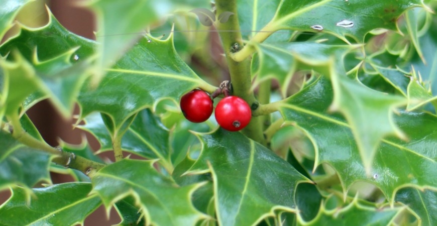 Ilex meserveae Blue Princess standplaats