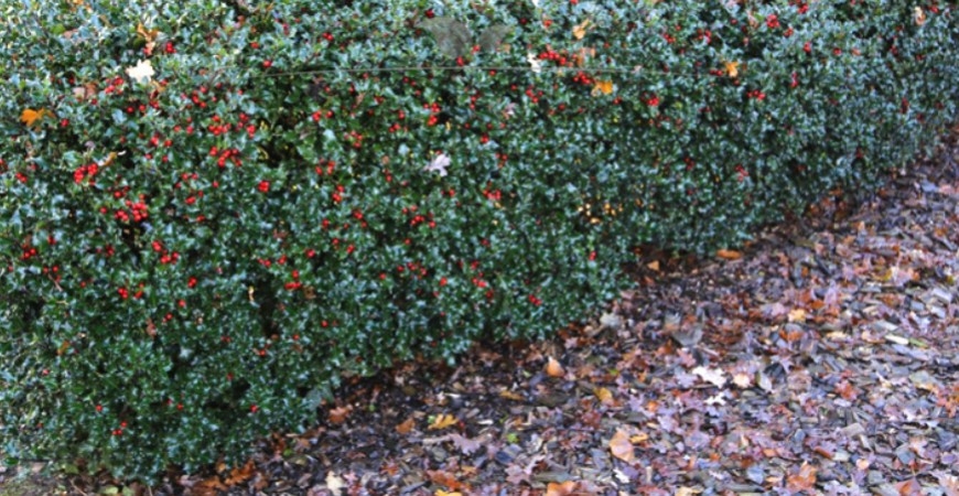 Ilex meserveae Blue Princess haag