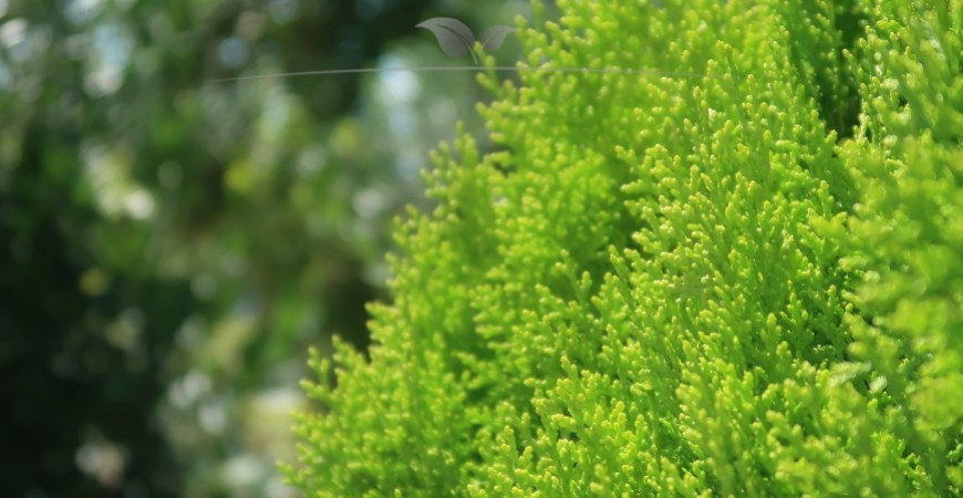 Thuja occidentalis Smaragd herkomst