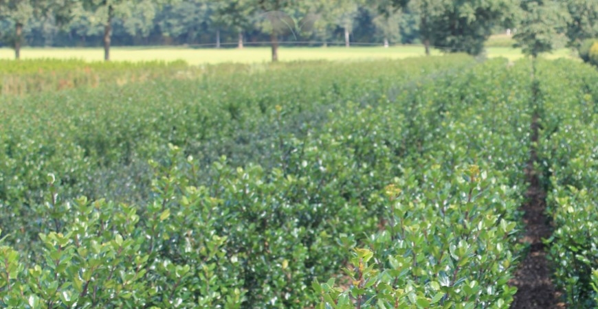 Ilex meserveae Blue Prince standplaats