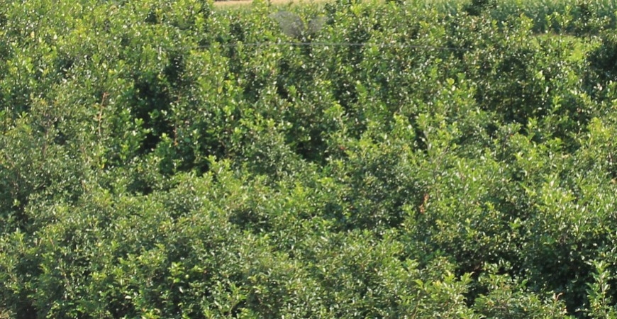 Ilex meserveae Blue Prince planten