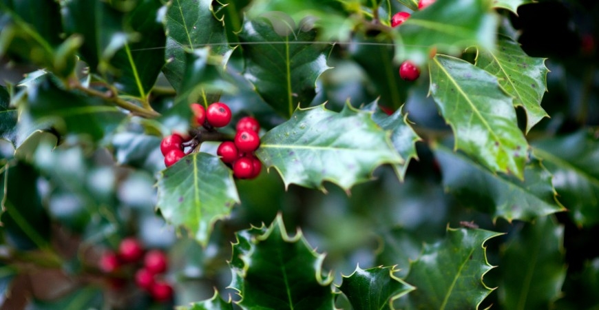 Ilex meserveae Blue Angel kenmerken