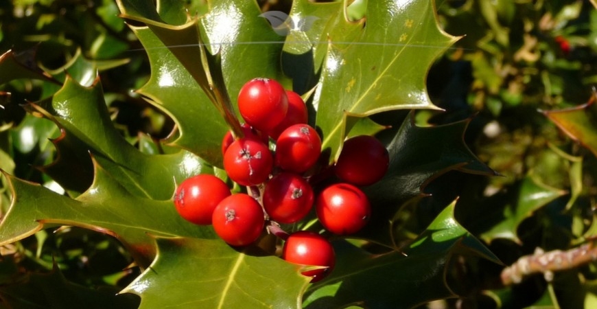 Ilex meserveae Blue Angel herkomst