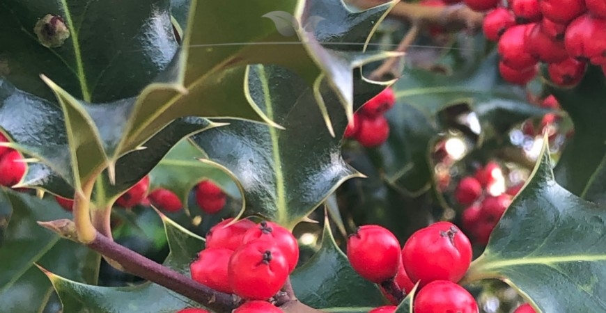 Ilex meserveae Blue Angel standplaats