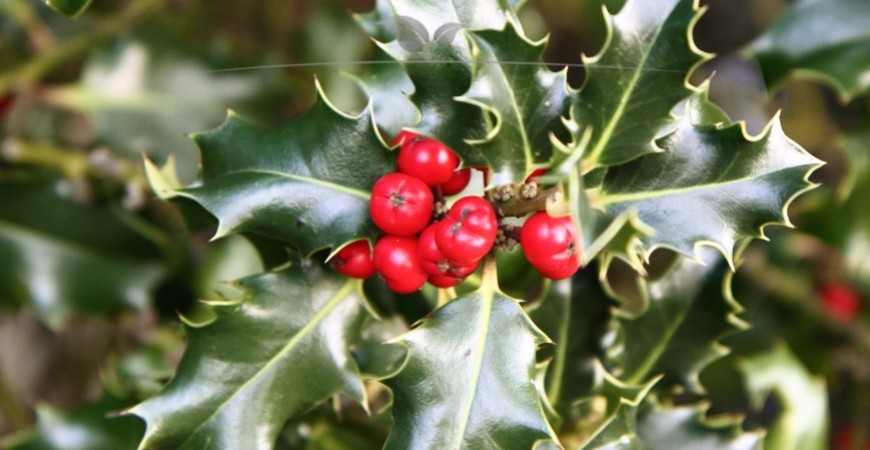 Ilex meserveae Blue Angel planten