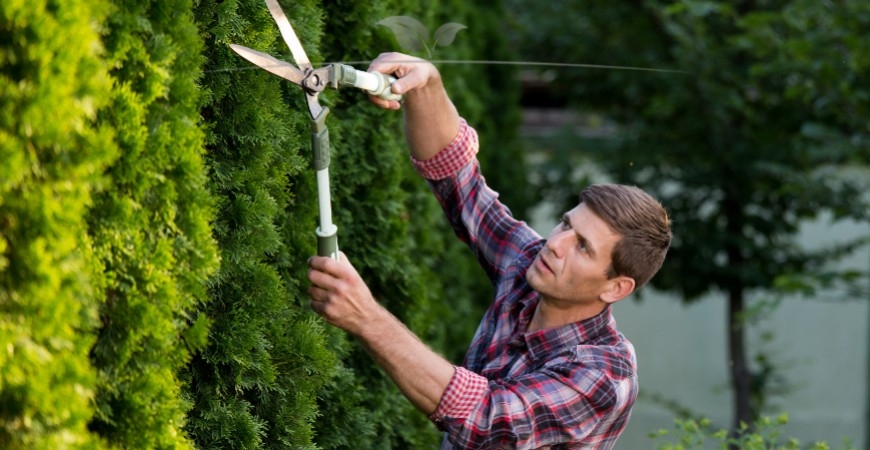 Thuja occidentalis Smaragd snoeien