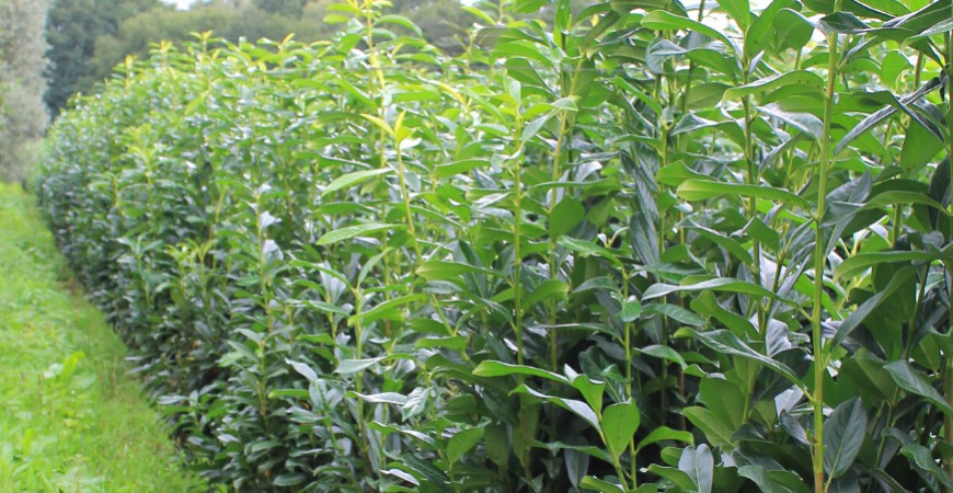 Laurier als haag planten