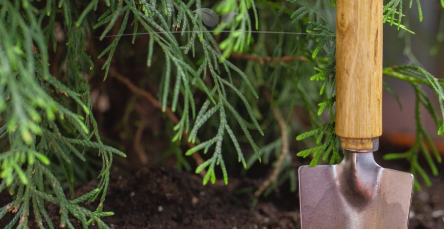 Thuja occidentalis Smaragd bemesten